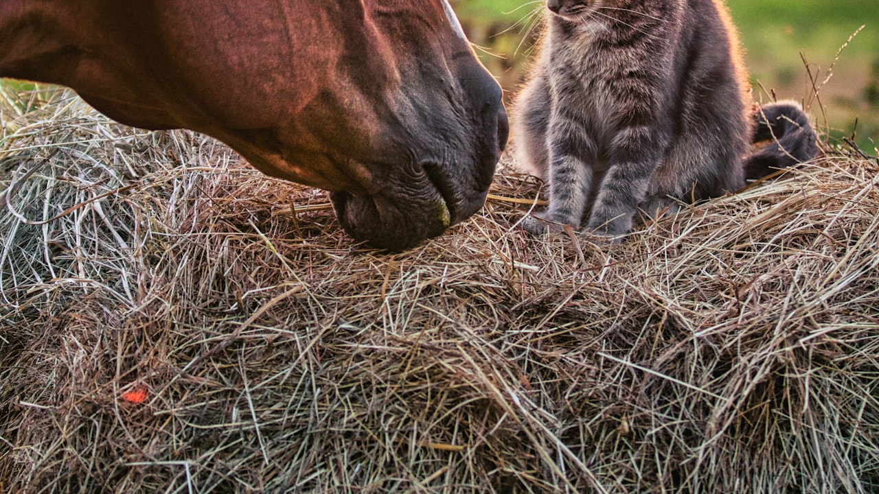 How to make straw pellets